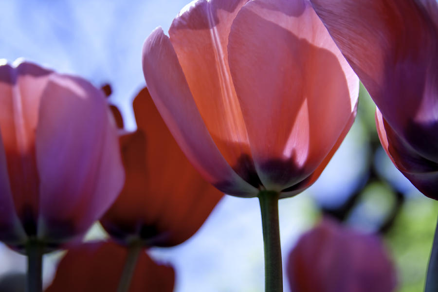 Pink Tulips Photograph by Teri Virbickis