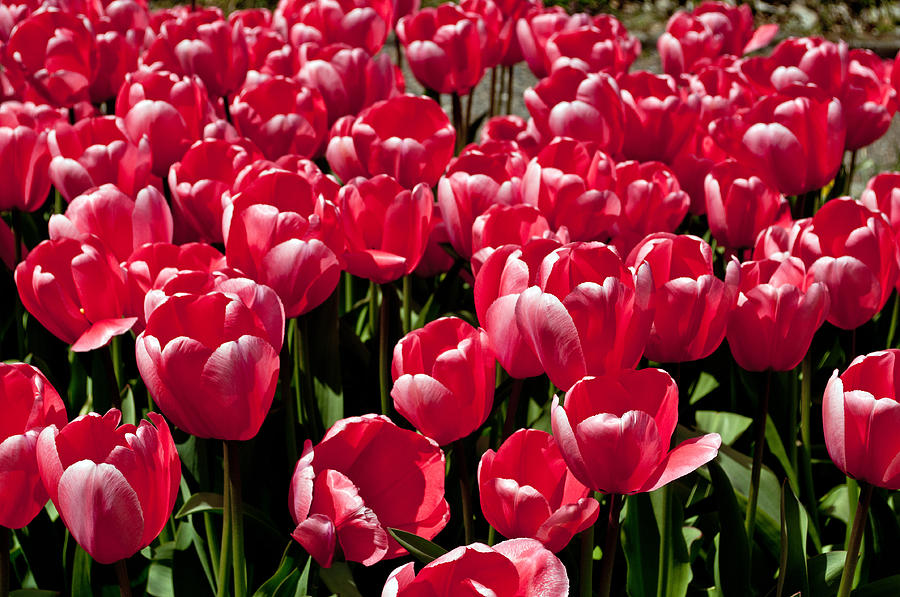 Pink Tulips Photograph by Tikvahs Hope