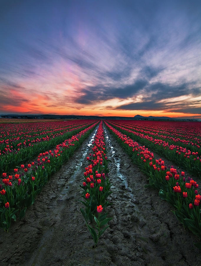 Pink Tulips by Trevor Anderson