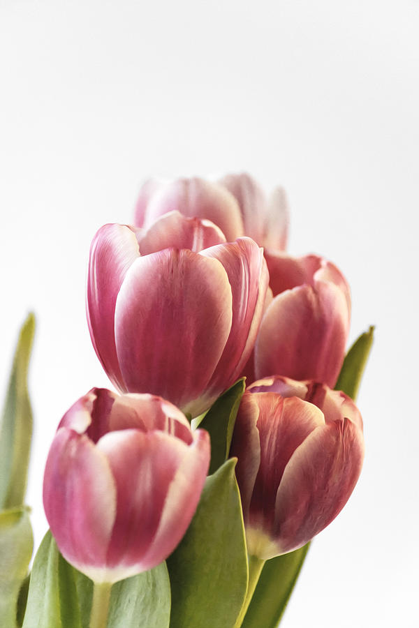 Pink Tulips Photograph by Veli Bariskan