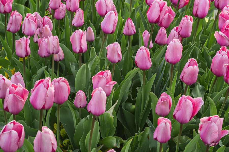 Pink tulips Photograph by Vishwanath Bhat
