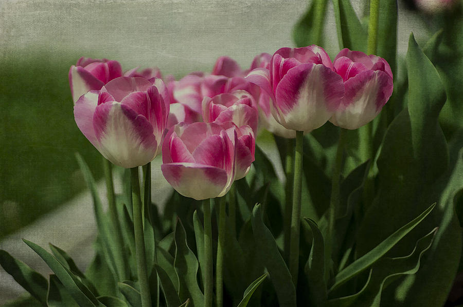 Nature Photograph - Pink Tulips by Wayne Meyer
