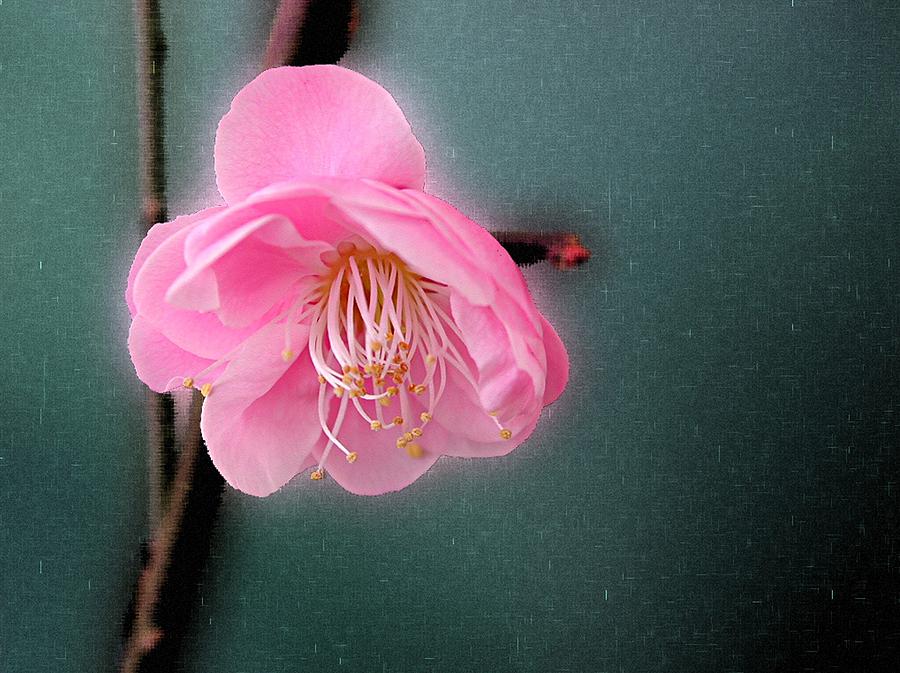 Pink Ume Photograph by Mike Kling