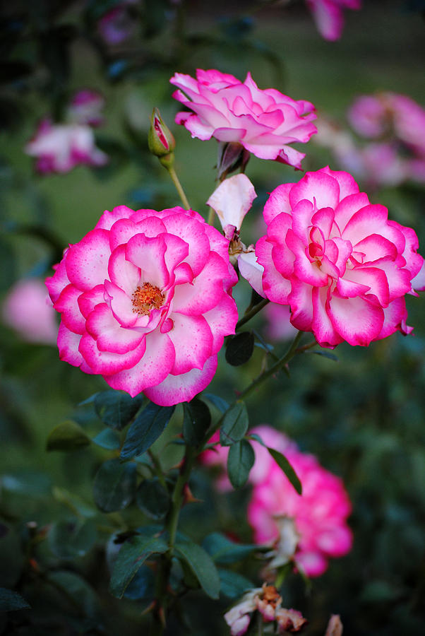 Pink Variegated Roses Photograph by Glory Ann Penington