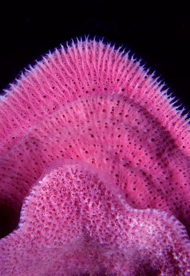 Pink Vase Sponge Photograph by Mary Beth Angelo