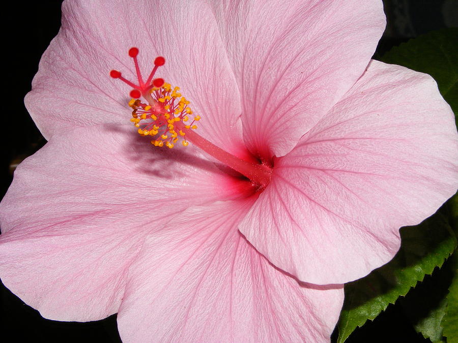 Pink Veins Photograph by Melissa Lightner | Pixels