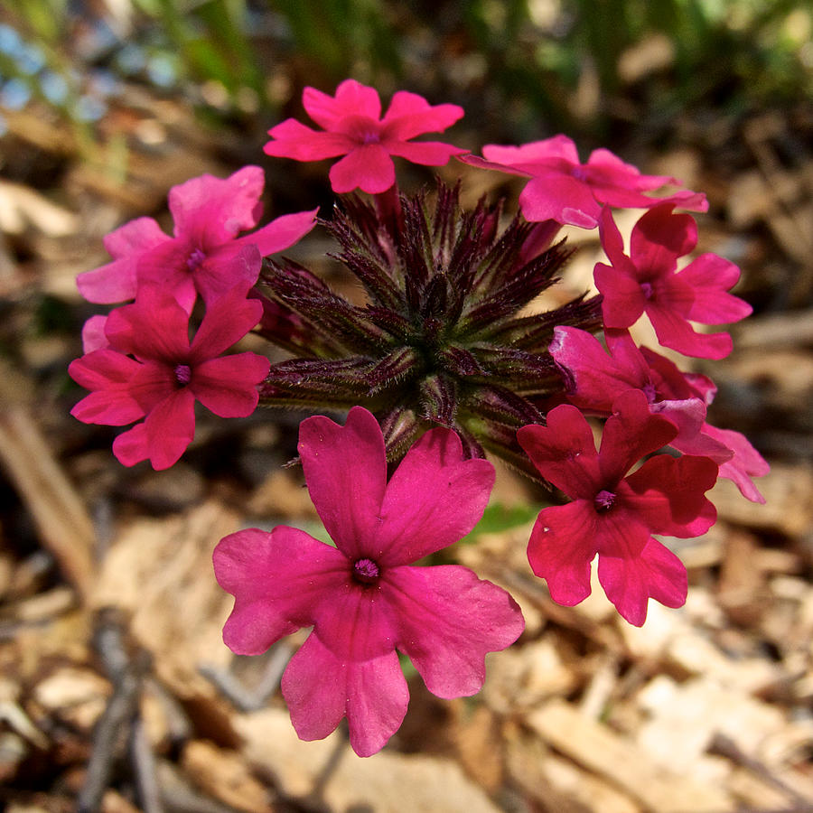 Pink Vervain in Park Sierra, California Photograph by Ruth Hager