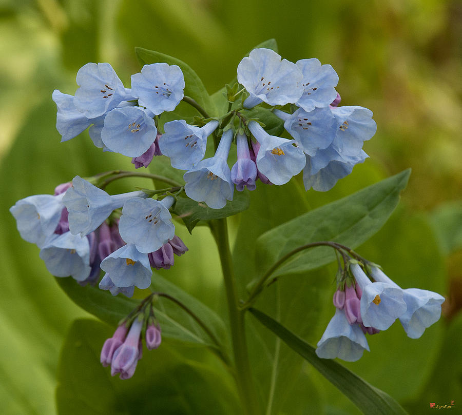 Pink Virginia Bluebells or Virginia Cowslip DSPF263 Photograph by Gerry Gantt Pink Virginia Bluebells or Virginia Cowslip DSPF263 Photograph by Gerry Gantt