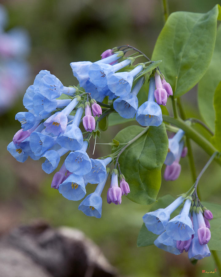 Pink Virginia Bluebells or Virginia Cowslip DSPF264 Photograph by Gerry ...