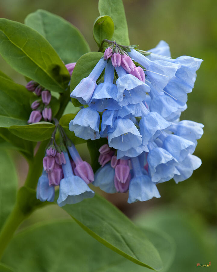 Pink Virginia Bluebells or Virginia Cowslip DSPF266 Photograph by Gerry ...