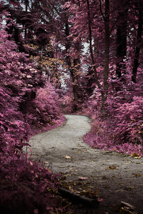 Tree Photograph - Pink Walk by Larysa  Luciw