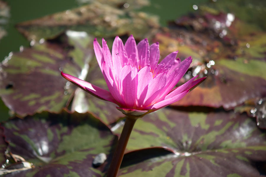 Pink water flower Photograph by Susan Jensen