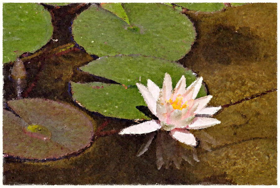 Pink Water Hyacinth Painted Photograph by Peter J Sucy