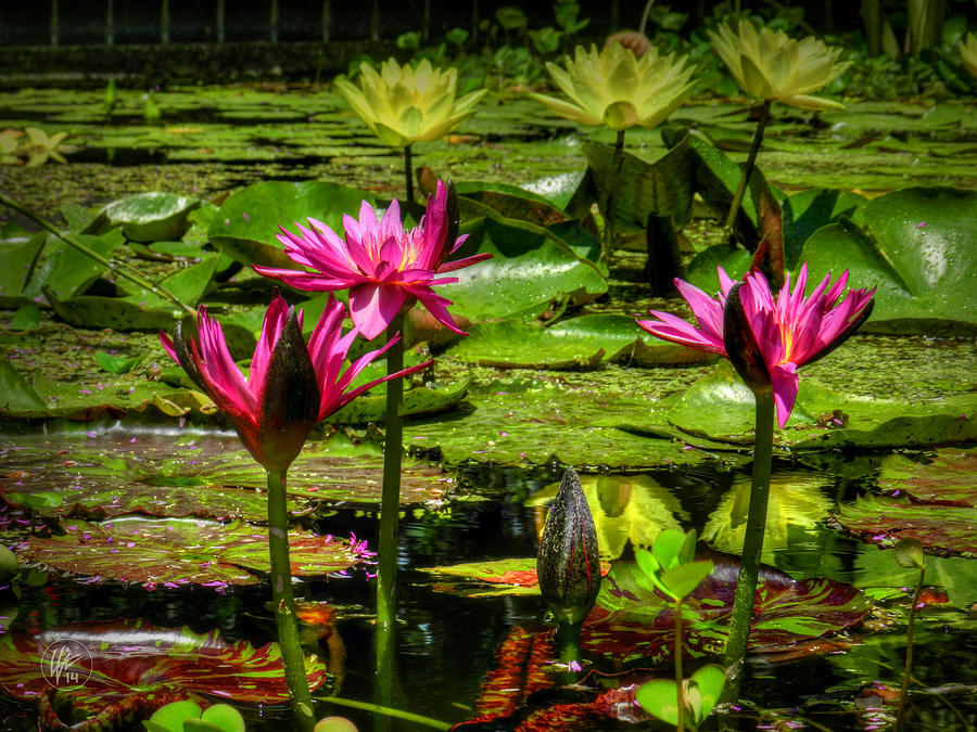 Pink Water Lilies 001 Photograph by Lance Vaughn