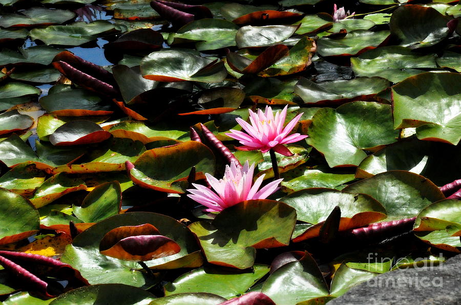 Pink Water Lilies 2 Photograph by Tatyana Searcy