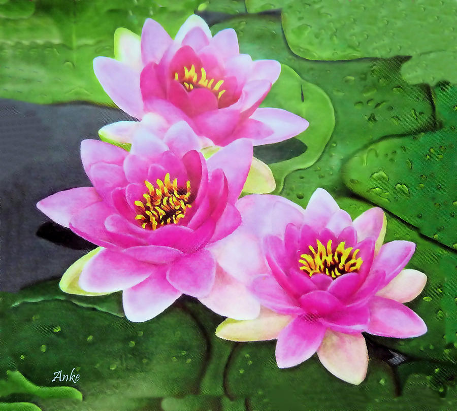 Pink Water Lilies Painting - Pink Water Lilies by Anke Wheeler