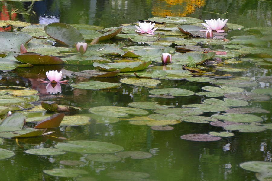 Pink Water Lilies at Monets Giverny Pond Photograph by Carla Parris