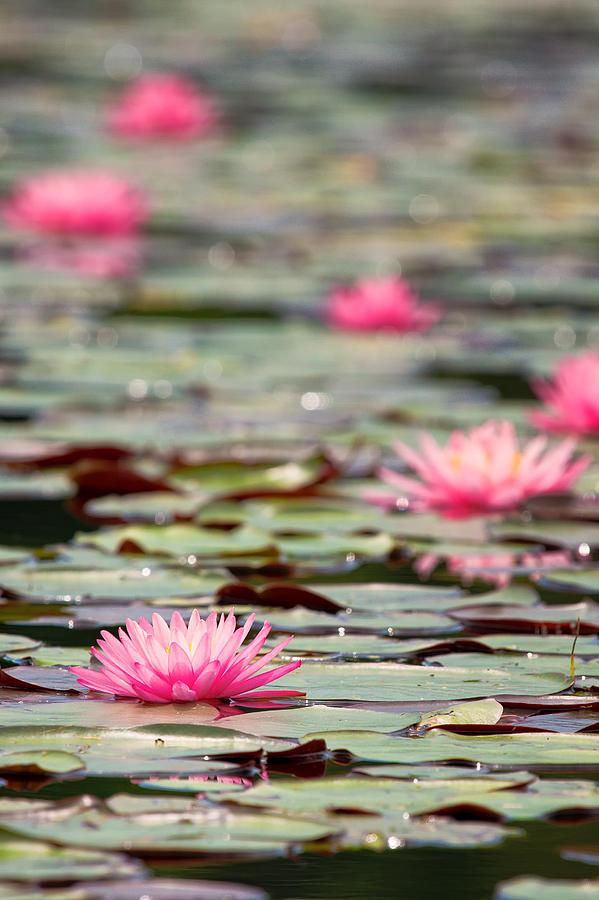 Pink Water Lilies Bellamy Reservoir  Photograph by Jeff Sinon