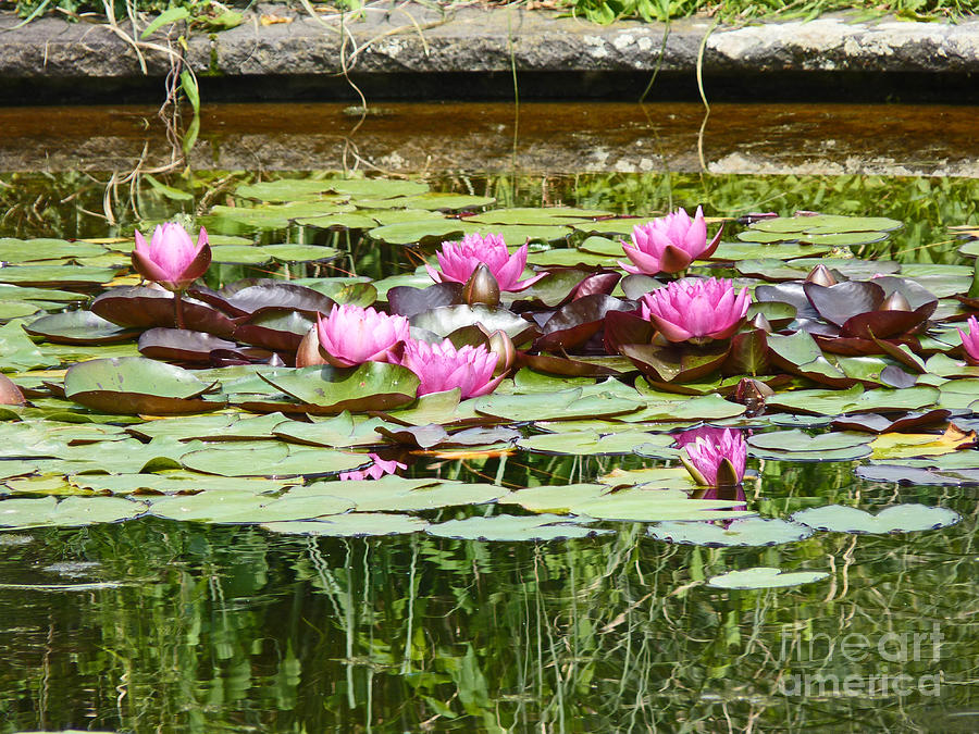 Pink water lilies Photograph by Eva-Maria Di Bella