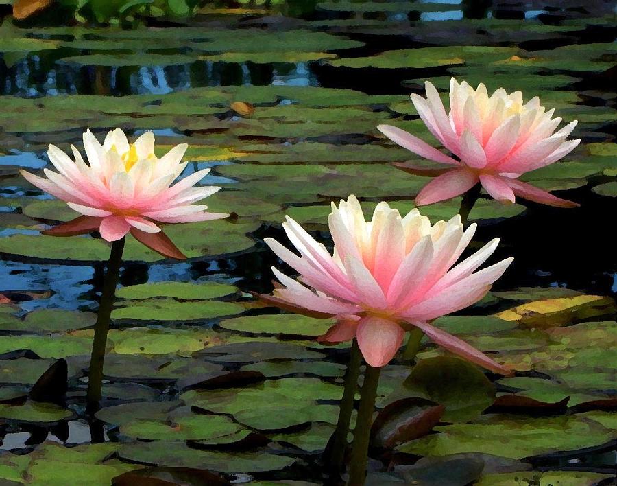 Pink Water Lilies Photograph By Fran James Fine Art America 