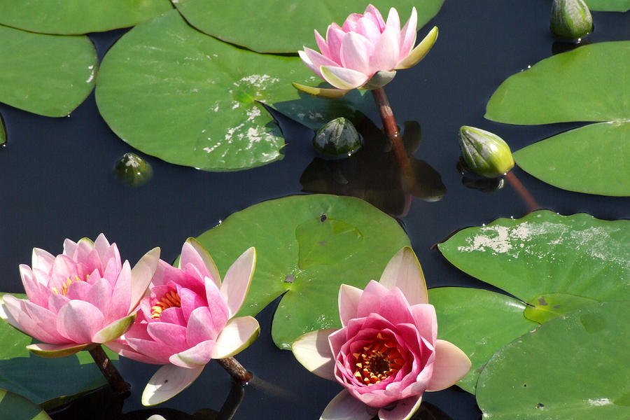 Nature Photograph - Pink Water Lilies by Kristin Clarke