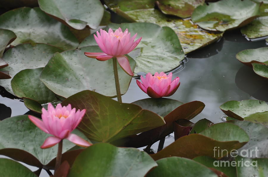 PINK Water Lilies Photograph by Nona Kumah