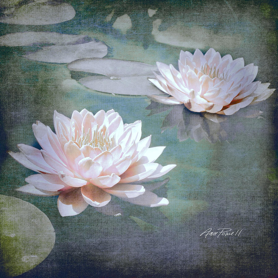 Pink Water Lilies - textured photo art Photograph by Ann Powell