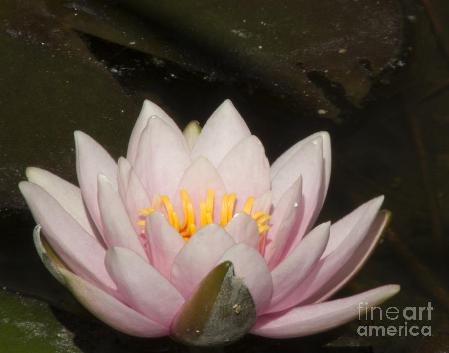 Pink Water Lilly 1 Photograph by Steven Parker