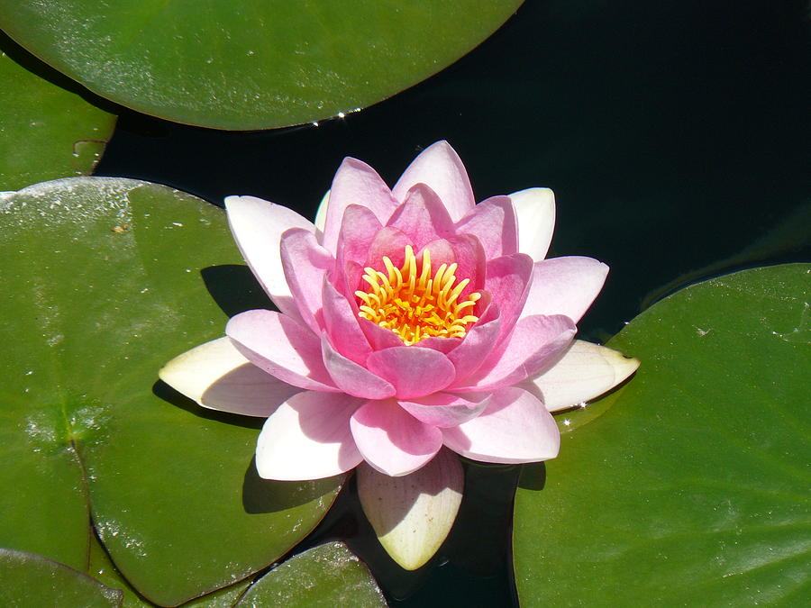 Pink Water Lilly Photograph By Krista Keck - Fine Art America