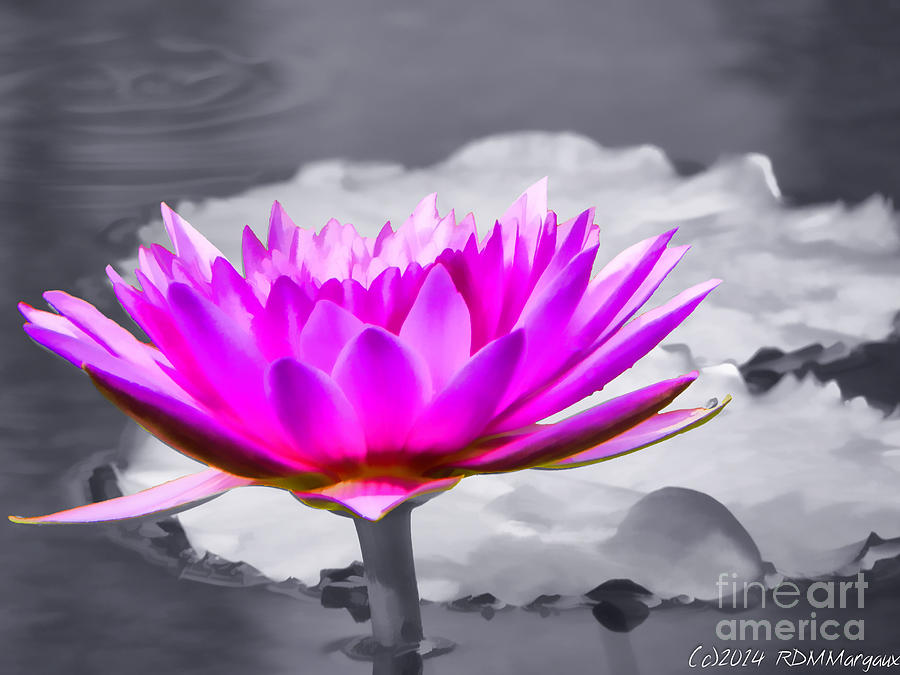 Pink Water Lilly Photograph by Margaux Dreamaginations