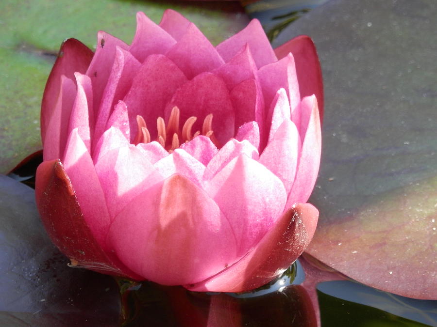 Pink Water Lily 1 Photograph by Pema Hou