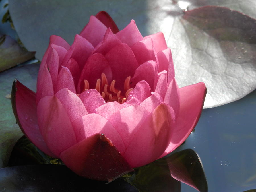 Pink Water Lily 2 Photograph by Pema Hou