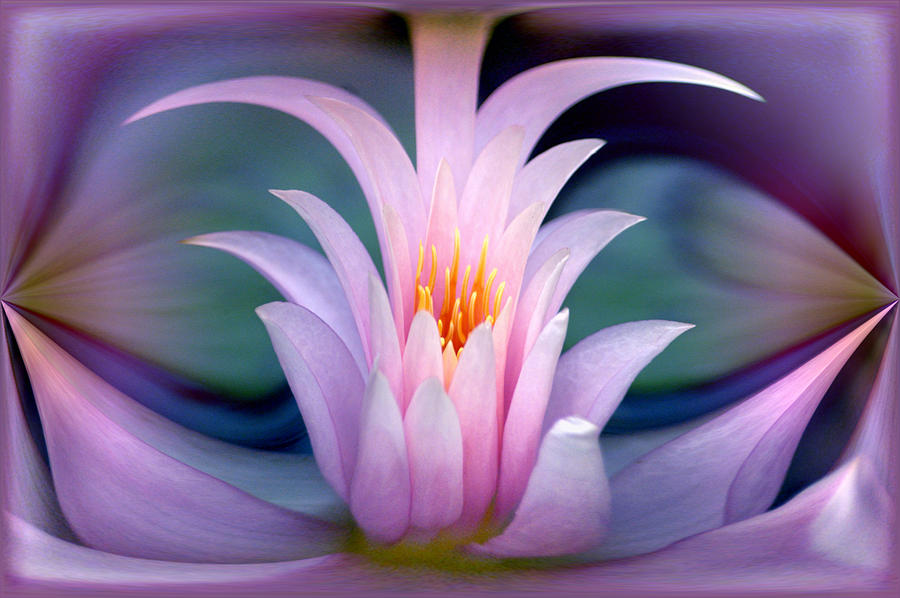 Pink Water Lily Abstract Photograph by Pat Exum