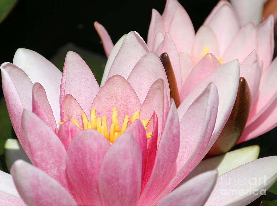 Pink Water Lily Photograph by Amanda Mohler