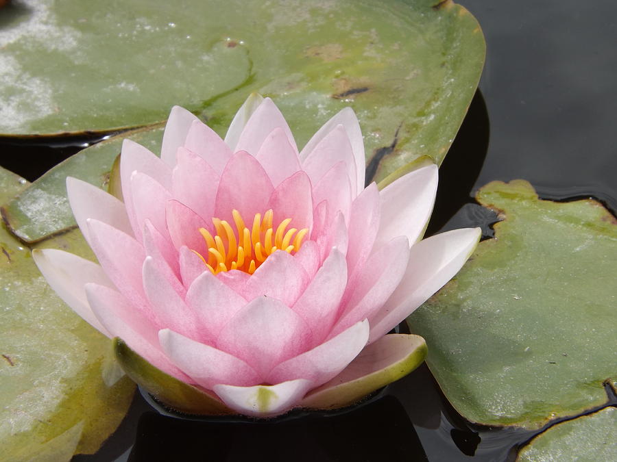 Pink Water Lily and Leaves Photograph by Caryl J Bohn