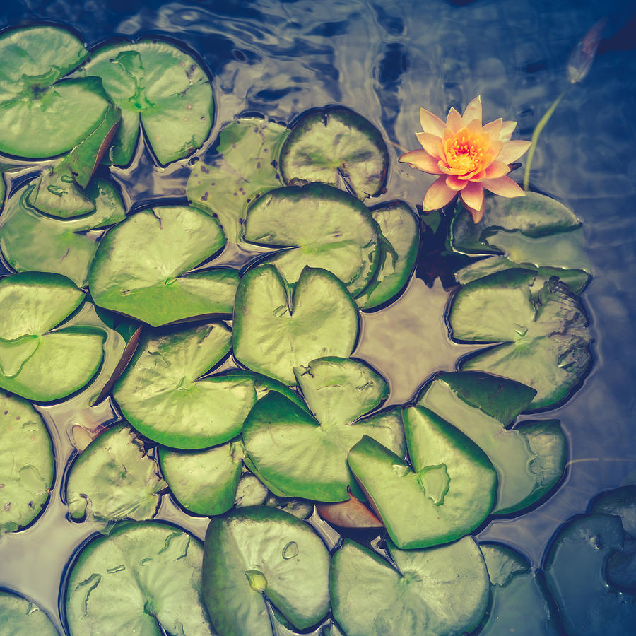 Pink Water Lily And Pads Photograph