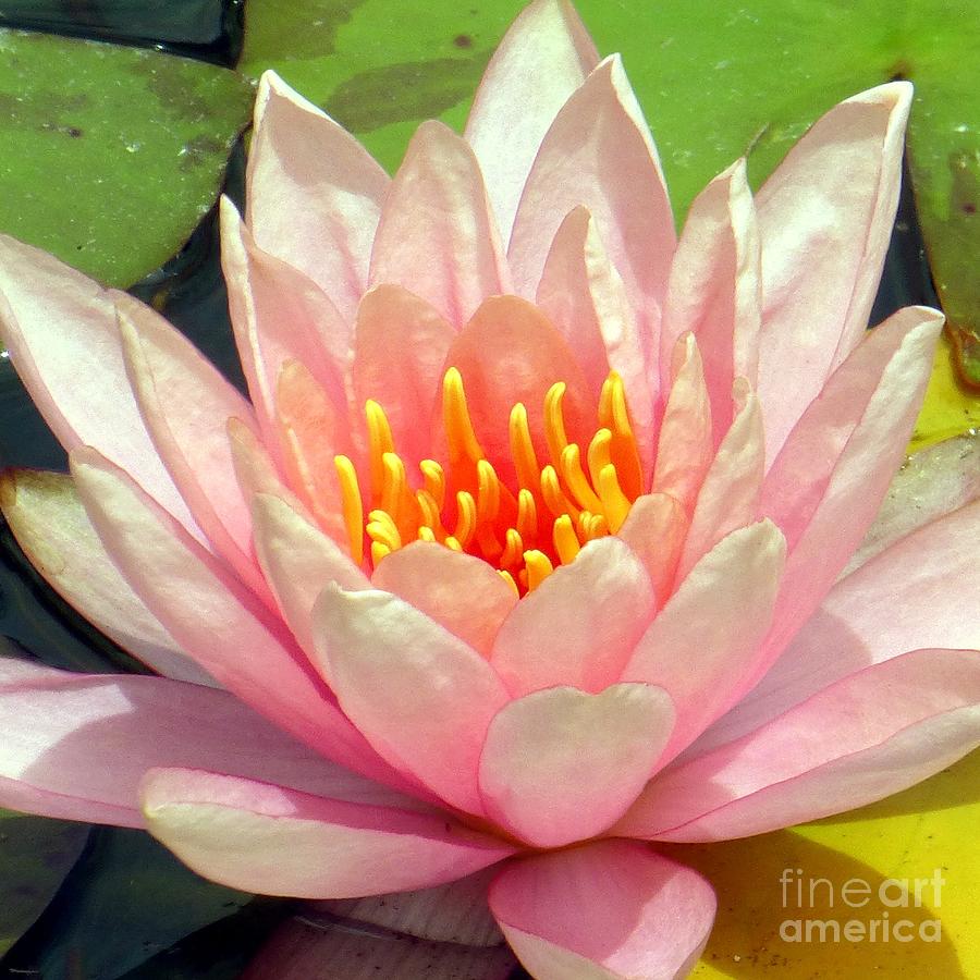 Flowers Still Life Photograph - Pink Water Lily by Barbie Corbett-Newmin