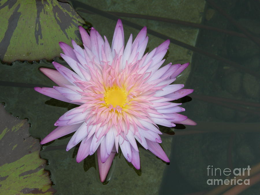 Pink Water Lily Photograph by Bev Conover