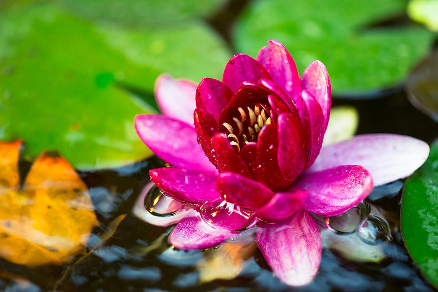 Pink water lily delight Photograph by Eti Reid