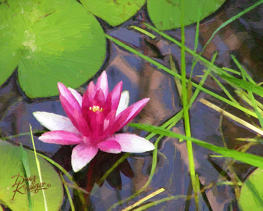 Pink Water Lily Painting by Doug Kreuger