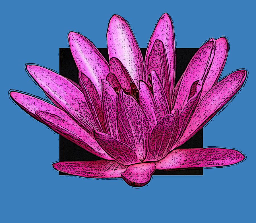 Pink Water Lily Drawing Photograph by John Lautermilch