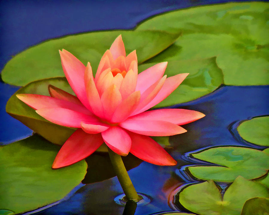 Lily Photograph - Pink Water Lily  by Grace Dillon