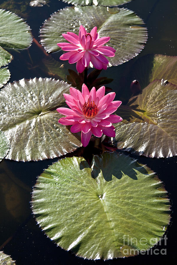 Pink Water Lily III Photograph by Heiko Koehrer-Wagner