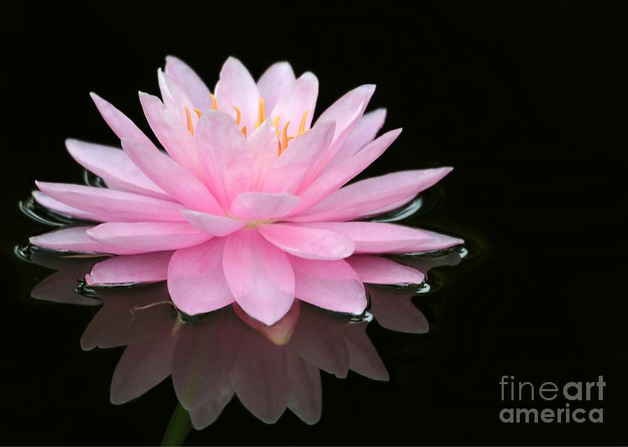 Pink Water Lily in a Dark Pond Photograph by Sabrina L Ryan
