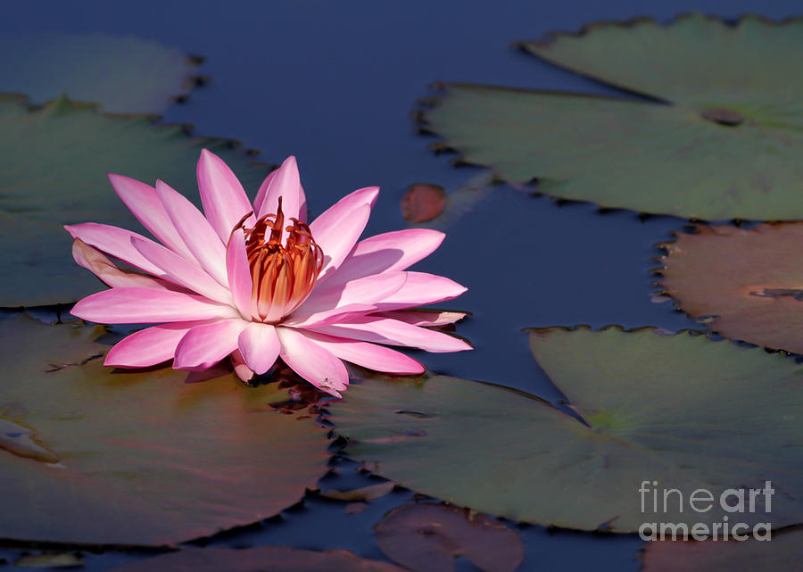 Flower Photograph - Pink Water Lily in the Spotlight by Sabrina L Ryan