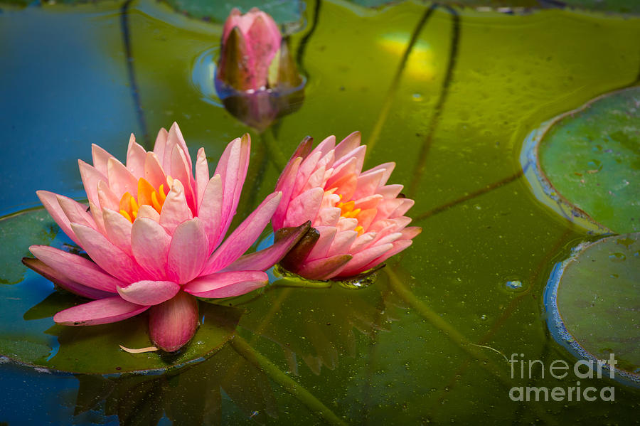 Pink Water Lily Photograph by Inge Johnsson
