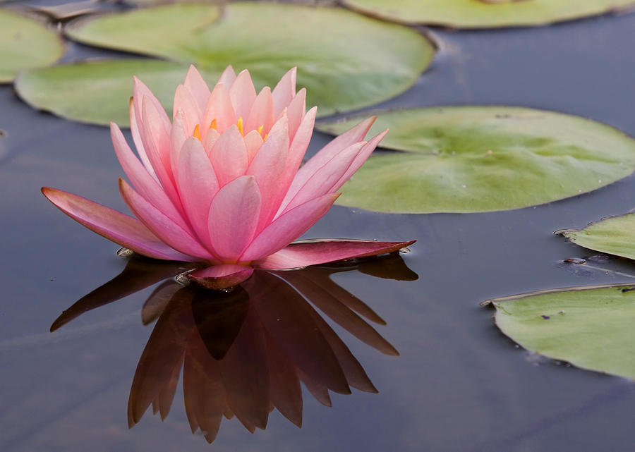 Pink Water Lily Photograph by Jack Nevitt