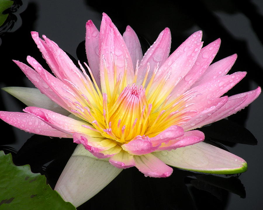 Pink Water Lily Photograph by Kim Bemis