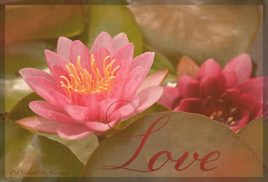 Vintage Photograph - Pink Water Lily Love by Layla Alexander