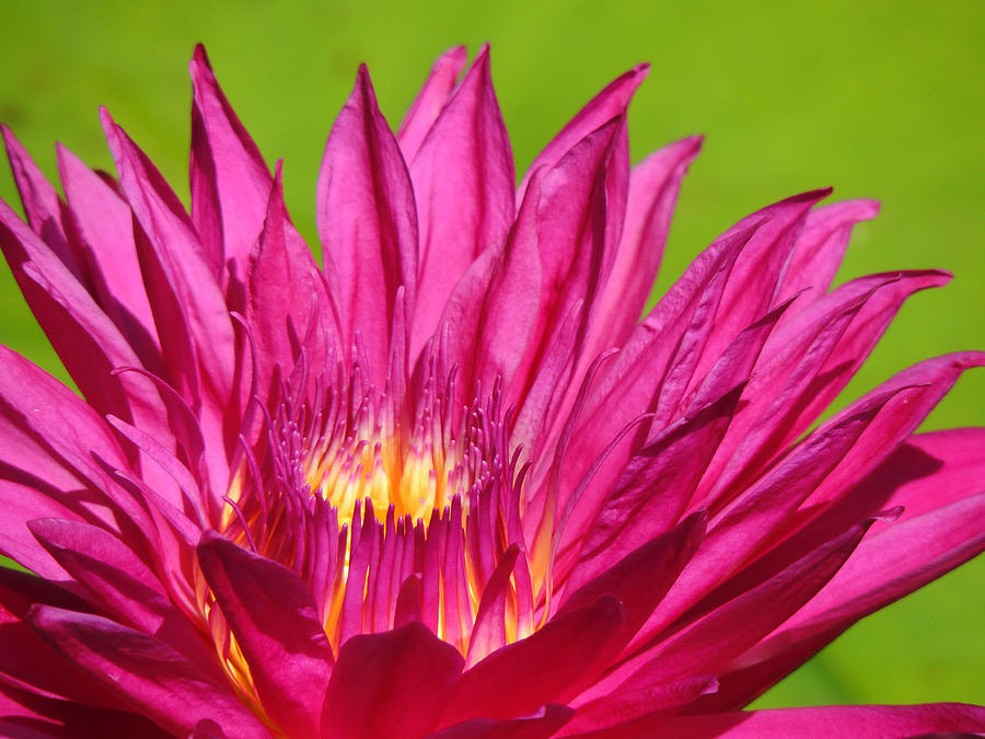 Magenta Water Lily Photograph by Lynn Sprowl